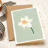Daffodil